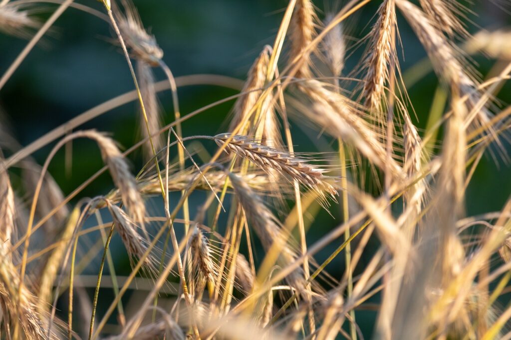 rye, corn, harvest-7128823.jpg